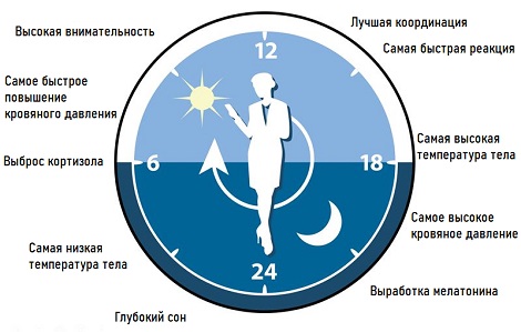 Циркадные ритмы человека